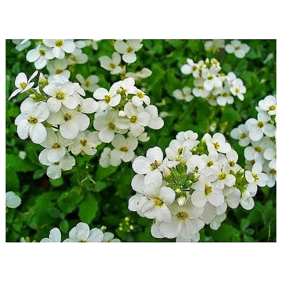 White Aubrieta Rock Cascade Flower Seeds for Planting – Heirloom, Non-GMO, High Germination Ground Cover Garden See | Neera Seeds product photo [neera-v4-4265d13915018e4d3209]