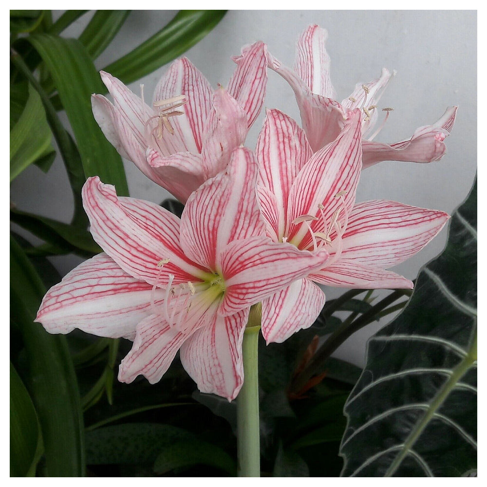Heirloom Non-GMO Pink Hippeastrum Rutilum Flower Seeds for Garden Planting – Exotic Amaryllis Blooms | Neera Seeds product photo [neera-v4-42667746ec8d1ab20a83]