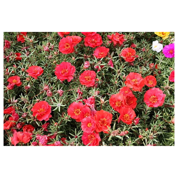 Red Portulaca Flower Seeds for Planting - Heirloom Non-GMO High Germination Organic Garden Seeds | Neera Seeds product photo [neera-v4-426fe511bca686215de9]