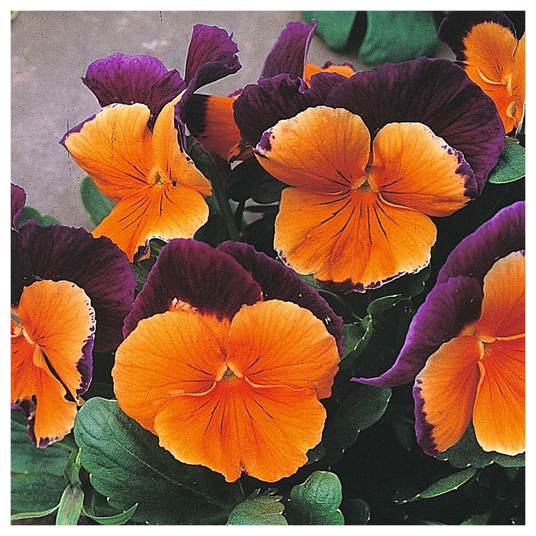 Orange Violet Pansy Flower Seeds for Planting - Non GMO seeds | Neera Seeds product photo [neera-v4-4275fcf67435979001cf]