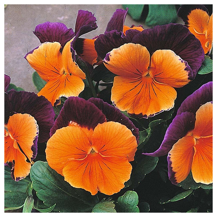 Orange Violet Pansy Flower Seeds for Planting - Non GMO seeds | Neera Seeds product photo [neera-v4-4275fcf67435979001cf]