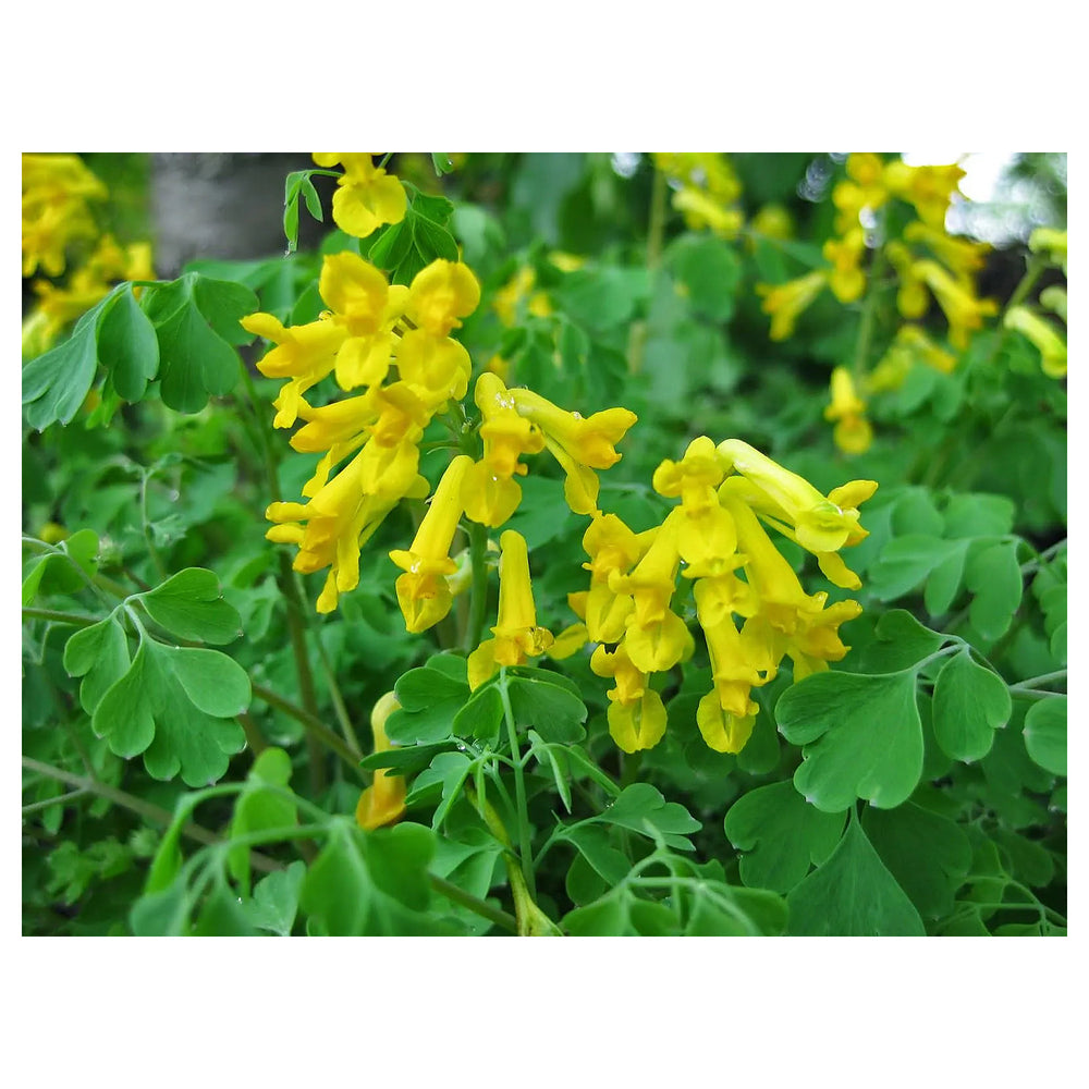 Heirloom Non-GMO Yellow Corydalis Flower Seeds for Shade-Loving Perennial Garden Planting | Neera Seeds product photo [neera-v4-427b5a815e781199b210]