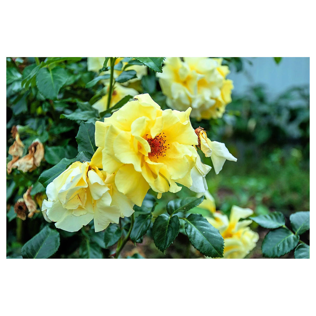 Heirloom Non-GMO Yellow Xanthina Flower Seeds for Planting – Bright Summer Blooms for Garden Landscapes | Neera Seeds product photo [neera-v4-42867cfda4b0795b0b01]