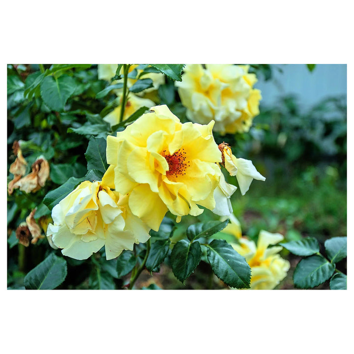 Heirloom Non-GMO Yellow Xanthina Flower Seeds for Planting – Bright Summer Blooms for Garden Landscapes | Neera Seeds product photo [neera-v4-42867cfda4b0795b0b01]