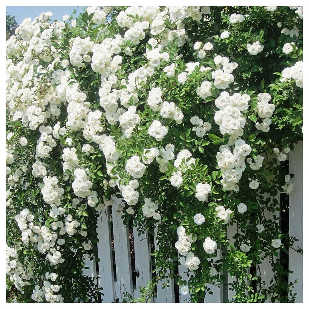 White Climbing Rose Plant Seeds for Planting | Heirloom Non-GMO High Germination Organic Garden Seeds | Neera Seeds product photo [neera-v4-428cf046356ae1b9dddb]