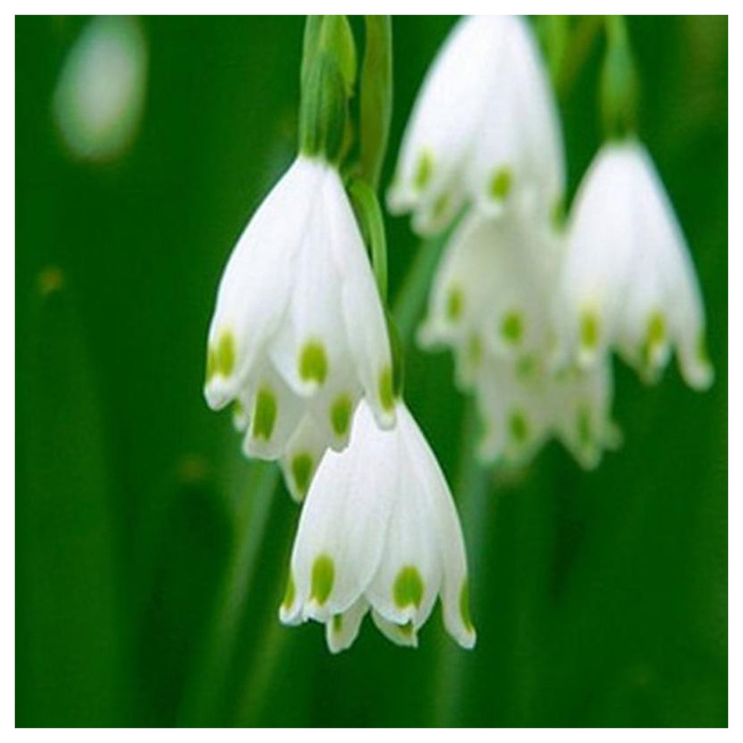 Heirloom Non-GMO White Rich Aroma Flower Seeds for Planting – Fragrant Blooms | Neera Seeds product photo [neera-v4-42ae587e5ff40be16c9a]