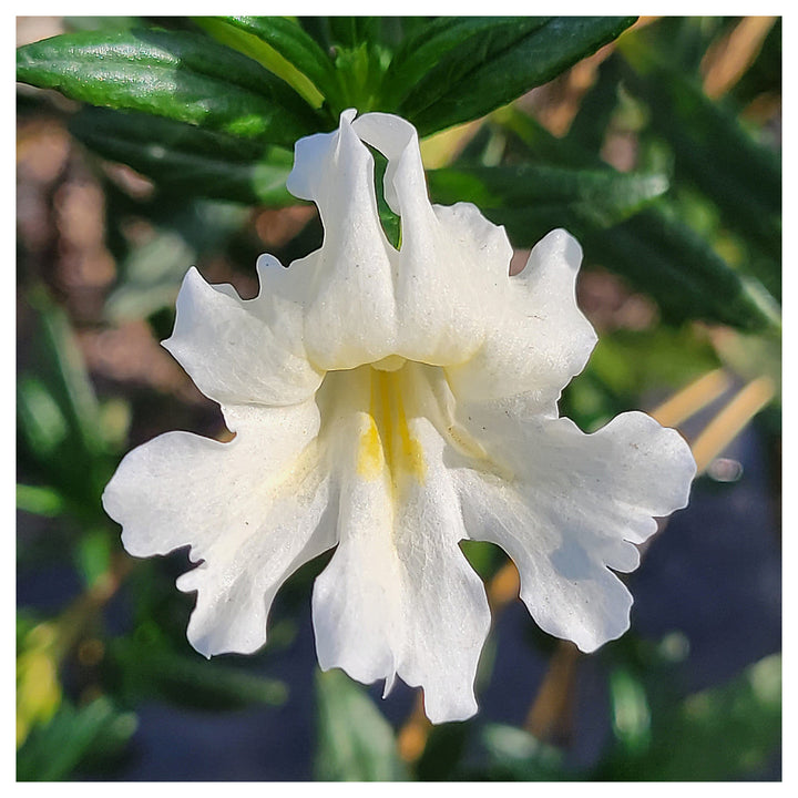 White Mimulus Flower Seeds for Planting – Heirloom, Non-GMO, High Germination Organic Garden Seeds | Neera Seeds product photo [neera-v4-42ae90dad99855df33d4]