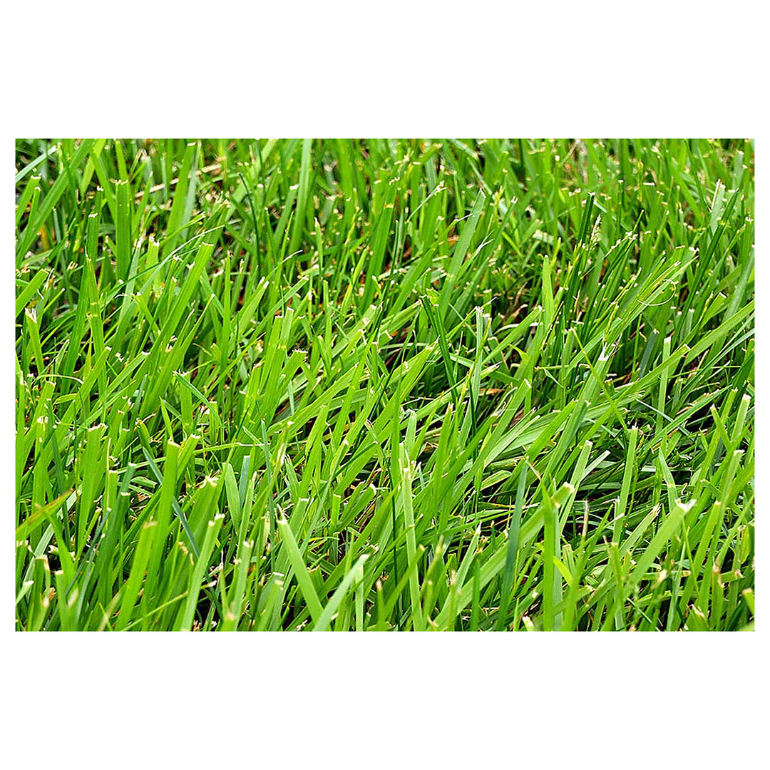 Heirloom Clumping Fescue Plant Seeds, Non-GMO Ornamental Grass for Low-Maintenance Garden Planting | Neera Seeds product photo [neera-v4-42c4b11bd39358e7649d]
