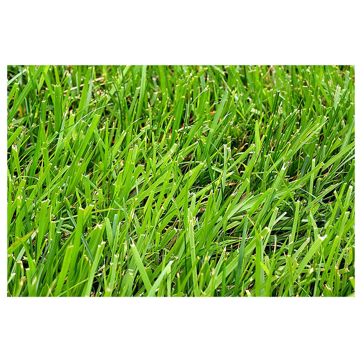 Heirloom Clumping Fescue Plant Seeds, Non-GMO Ornamental Grass for Low-Maintenance Garden Planting | Neera Seeds product photo [neera-v4-42c4b11bd39358e7649d]
