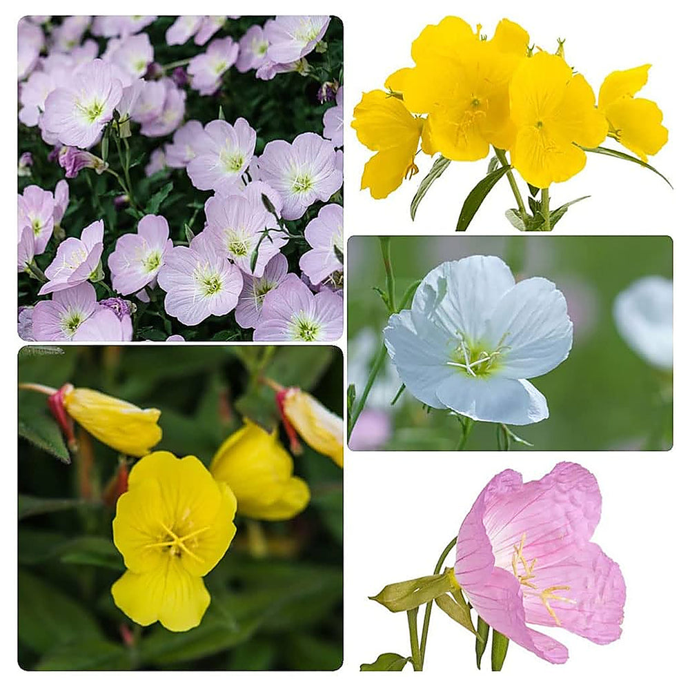 Heirloom Non-GMO Mixed Oenothera Biennis Flower Seeds for Planting – Evening Blooms | Neera Seeds product photo [neera-v4-42d95f598c5ab68411d7]