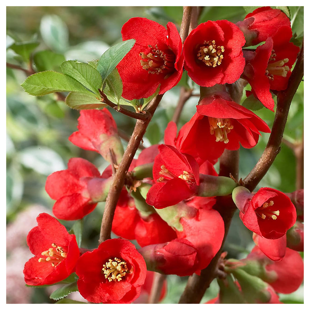 Organic Heirloom Chaenomeles Flower Seeds for Planting – Unique Variety Non-GMO Shrub Blooms, High Germination | Neera Seeds product photo [neera-v4-42df4dfd0dfaaf2cb5d6]