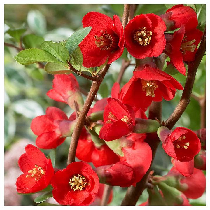 Organic Heirloom Chaenomeles Flower Seeds for Planting – Unique Variety Non-GMO Shrub Blooms, High Germination | Neera Seeds product photo [neera-v4-42df4dfd0dfaaf2cb5d6]