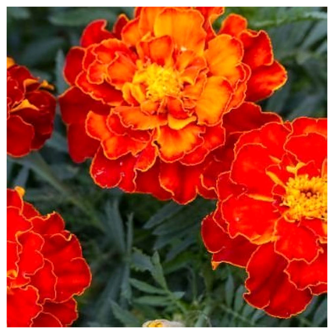 Orange Marigold Planting Tagetes Patula Flower Bed And Patio Flower Seeds Home Garden | Neera Seeds product photo [neera-v4-42e359be991e8184ad1f]