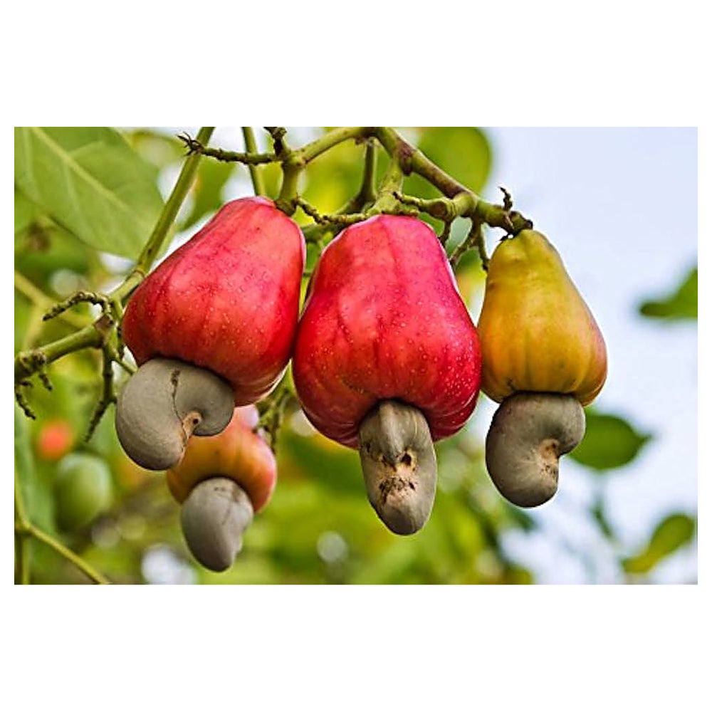 Cashew Nut Fruit Seeds for Planting – Heirloom Non-GMO, High Germination Organic Garden Seeds | Neera Seeds product photo [neera-v4-42ed654416186b5a24f2]