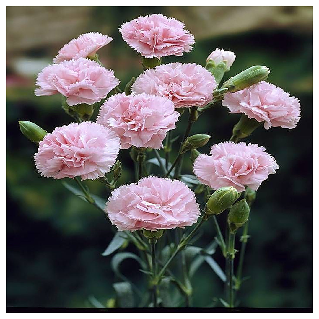 Heirloom Non-GMO Baby Pink Dianthus Flower Seeds for Garden Planting – Fragrant Cottage Blooms | Neera Seeds product photo [neera-v4-42f4766123328e918e89]