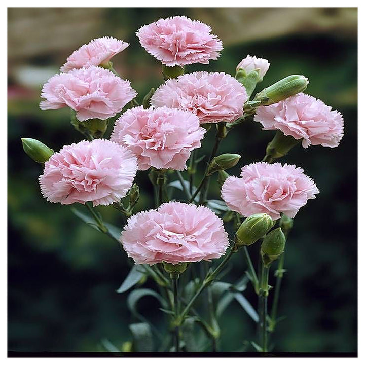 Heirloom Non-GMO Baby Pink Dianthus Flower Seeds for Garden Planting – Fragrant Cottage Blooms | Neera Seeds product photo [neera-v4-42f4766123328e918e89]