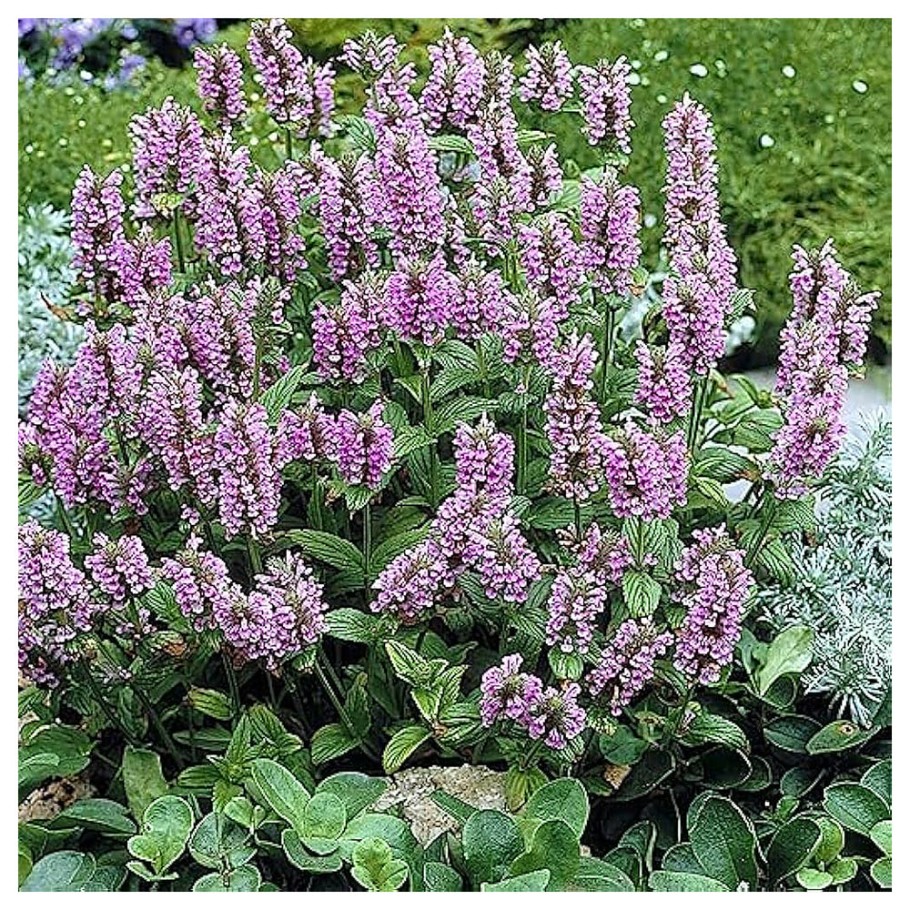 Heirloom Non-GMO Nepeta Flower Seeds for Planting – Fragrant Pollinator-Friendly Blooms | High Germination | Neera Seeds product photo [neera-v4-43092a31fbac6e223dd3]