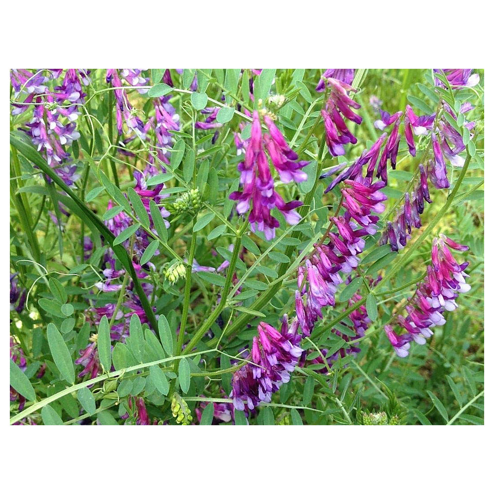 Purple Hairy Vetch Flower Seeds for Planting – Heirloom, Non-GMO, High Germination Organic Garden Wildflower Seeds | Neera Seeds product photo [neera-v4-430a104b8f465be0ae01]