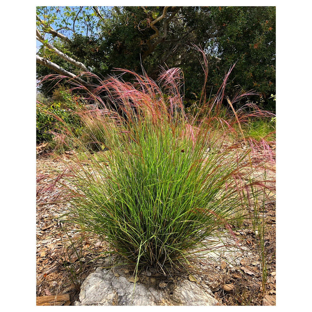 Purple Three Awn Grass Seeds – Aristida purpurea for Drought-Tolerant Native Landscaping and Wildlife Gardens | Neera Seeds product photo [neera-v4-4314923f74f3156eb051]
