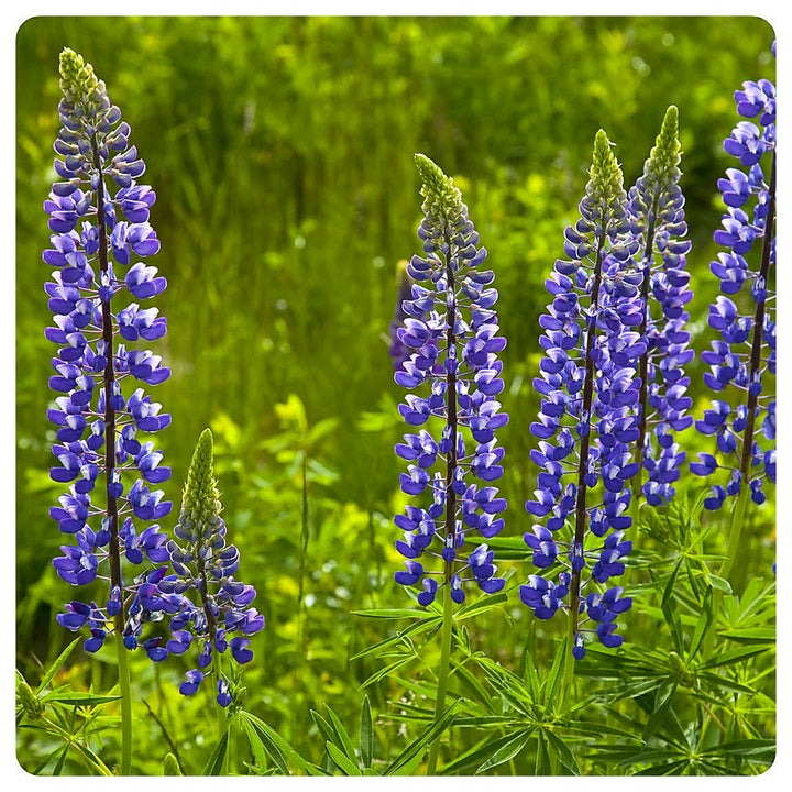 Thick Blue Lupine Flower Seeds for Planting – Heirloom, Non-GMO, High Germination Garden Seeds | Neera Seeds product photo [neera-v4-431e9eaae1bc23a3c77c]