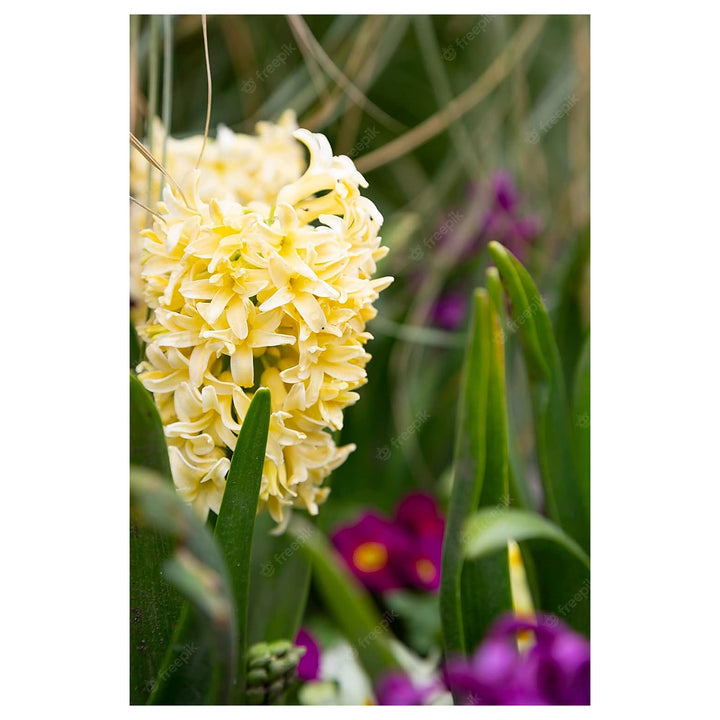 Yellow Hyacinthus Orientalis Flower Seeds for Planting – Heirloom, Non-GMO, High Germination Organic Garden Seeds | Neera Seeds product photo [neera-v4-4320d080a7ef9834f454]
