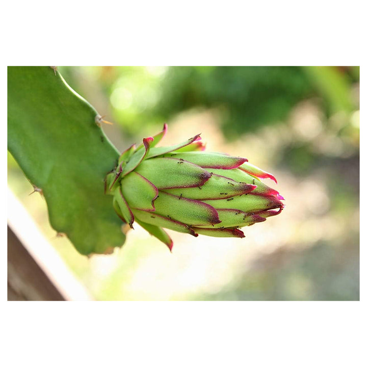 Parrot Green Pitaya Fruit Seeds – Easy to Grow, Heirloom &amp; Non-GMO Seeds for Unique Dragon Fruit Gardens | Neera Seeds product photo [neera-v4-4321e3d7e67a70c0d438]