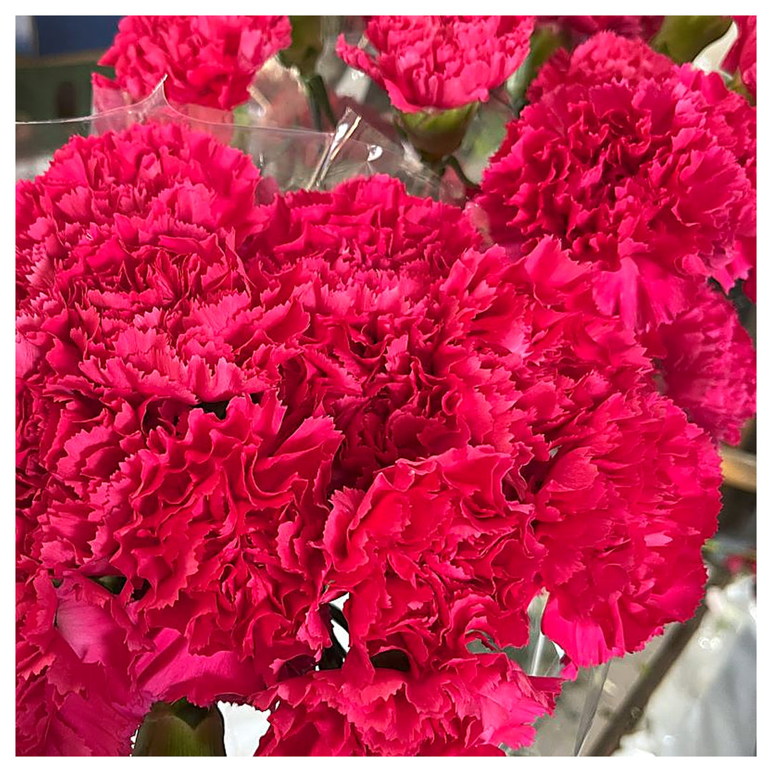 Heirloom Non-GMO Dark Pink Carnation Flower Seeds for Planting – Fragrant Garden &amp; Ornamental Seeds | Neera Seeds product photo [neera-v4-432d66279dc45409e6bc]