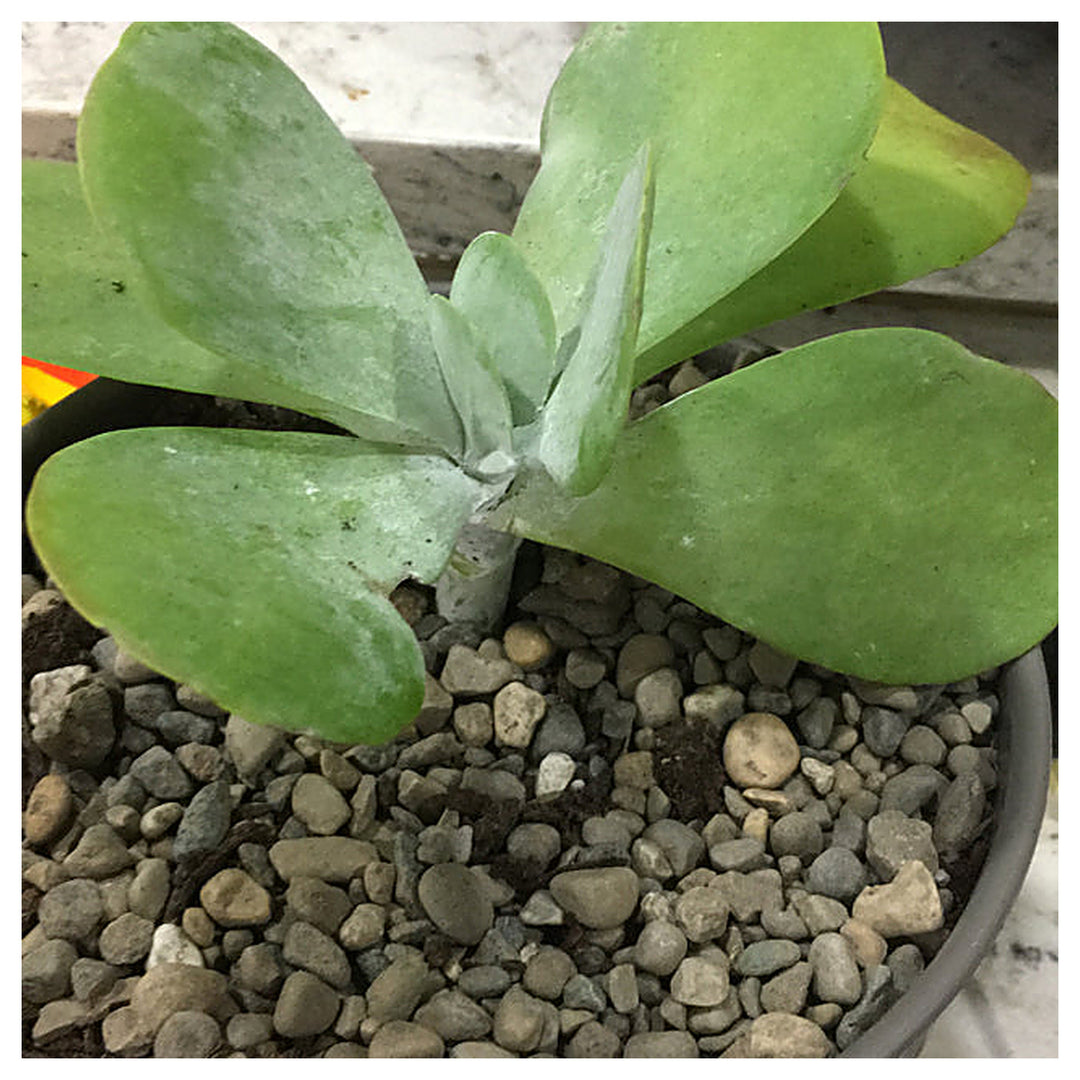 Heirloom Thyrsiflora Plant Seeds, Non-GMO Ornamental Foliage and Blooms for Unique Garden Planting | Neera Seeds product photo [neera-v4-43304cee6d0c023aa8c5]