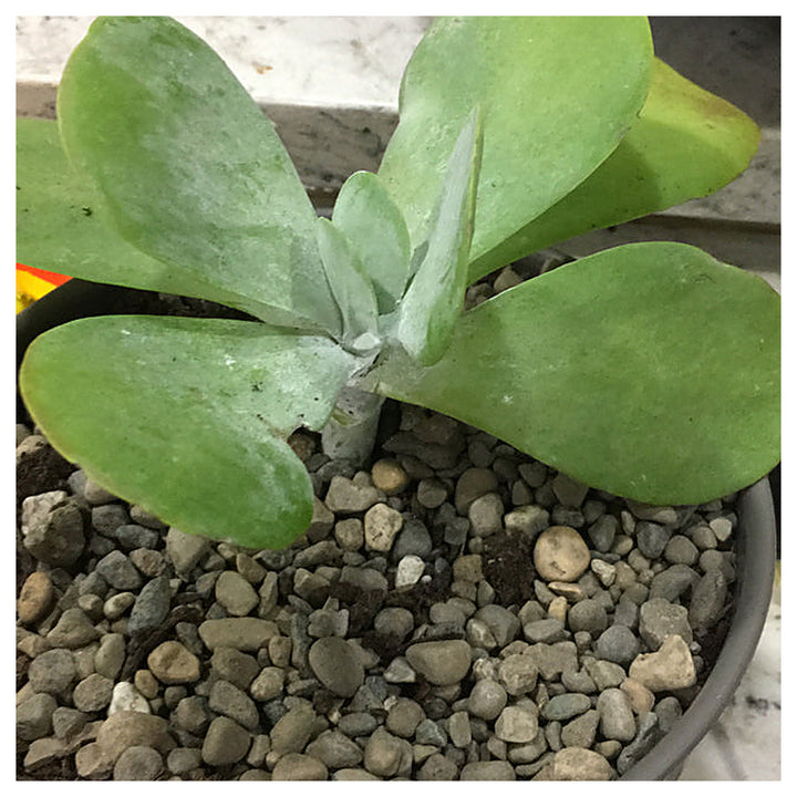 Heirloom Thyrsiflora Plant Seeds, Non-GMO Ornamental Foliage and Blooms for Unique Garden Planting | Neera Seeds product photo [neera-v4-43304cee6d0c023aa8c5]