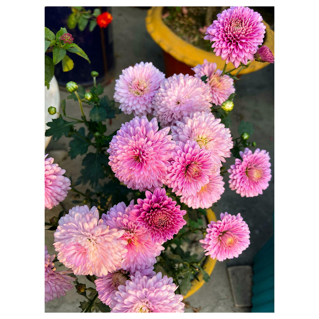 Heirloom Pink Marigold Flower Seeds for Planting – Non-GMO, High Germination Organic Garden Seeds | Neera Seeds product photo [neera-v4-43337b4f6b9e58cf1d0c]
