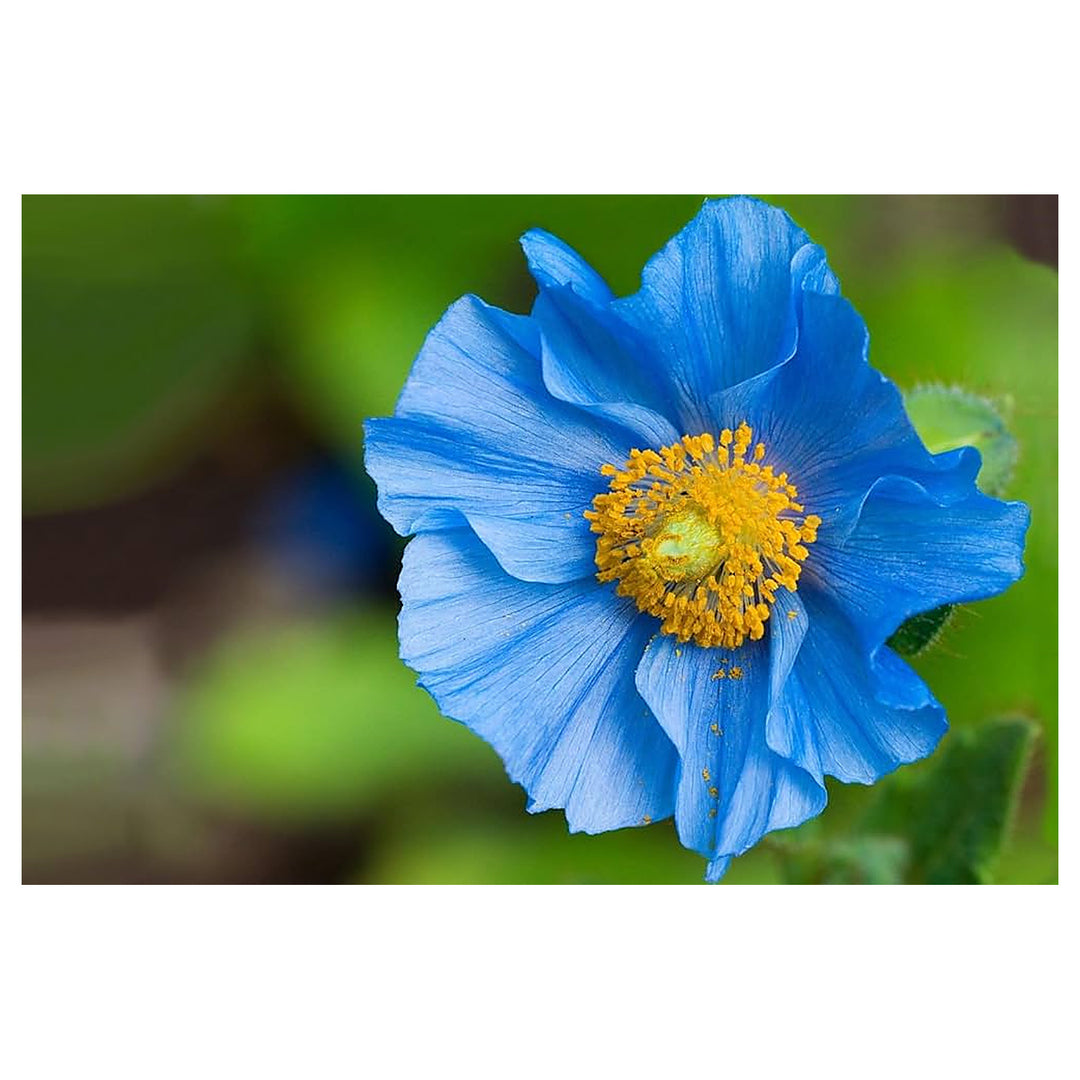 Blue Himalayan Poppy For Planting Meconopsis Betonicifolia For Flower Beds And Cool Gardens Flower | Neera Seeds product photo [neera-v4-43349ac16dd74510e31f]