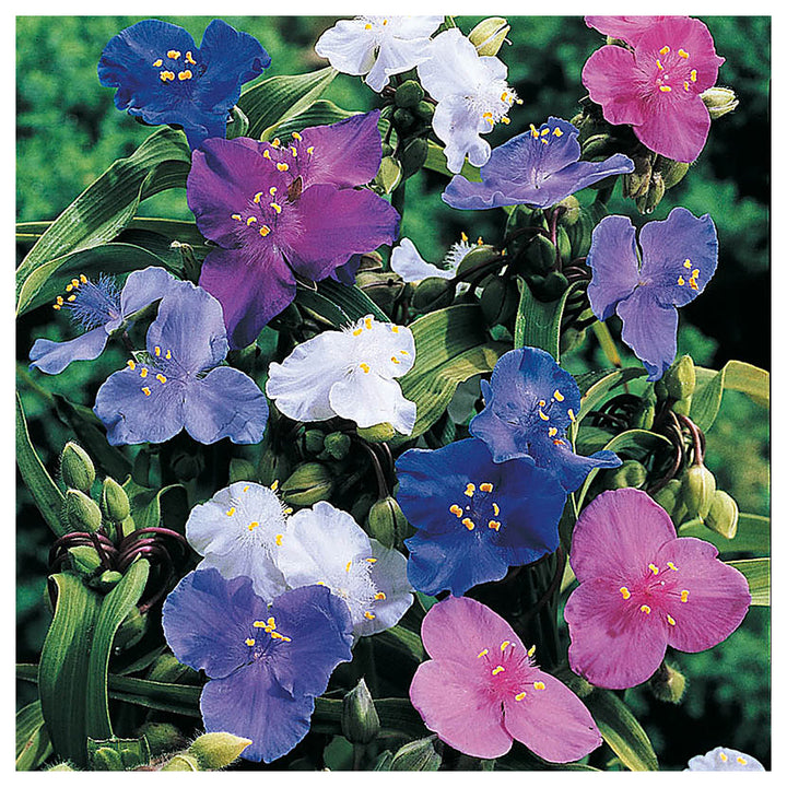 Spiderwort Shimmer Flower Seeds – Heirloom, Non-GMO, Glowing Blooms for Garden Planting | Neera Seeds product photo [neera-v4-433785d9c9c8e4c65459]