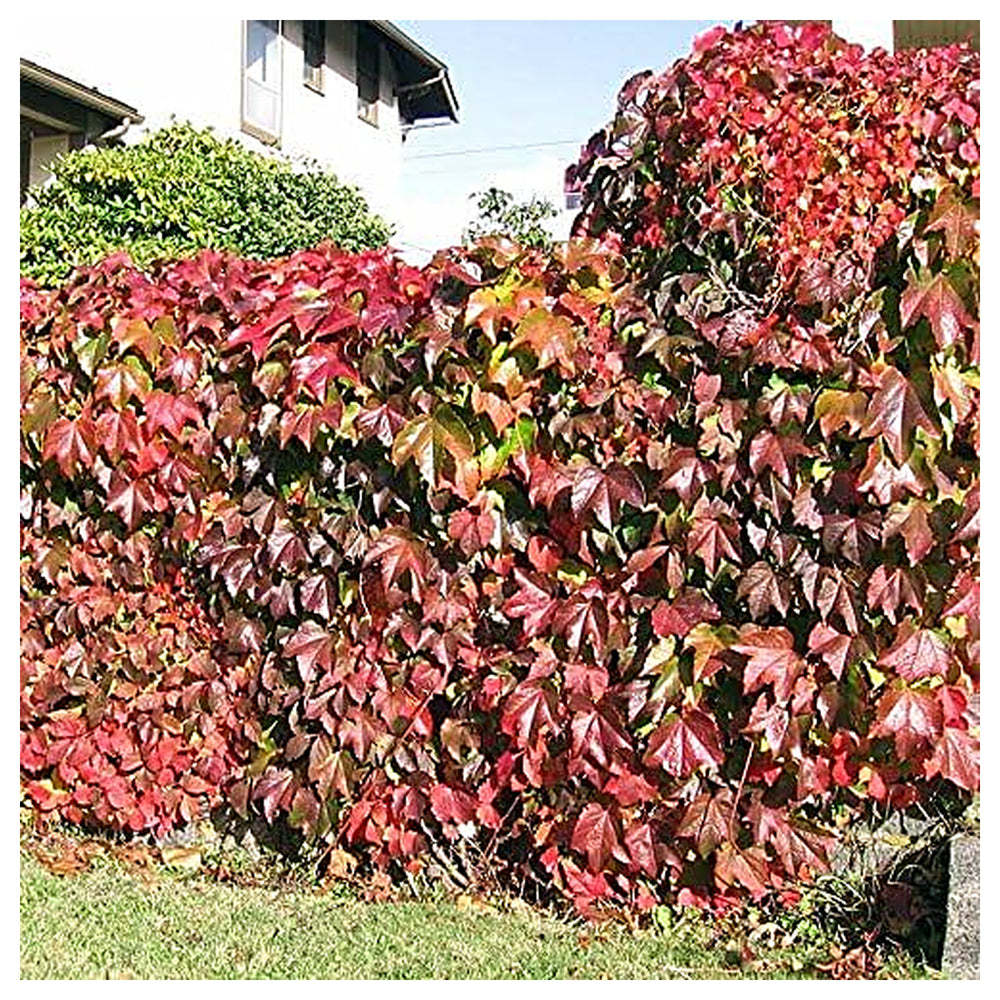 Boston Ivy Vine Virginia Creeper Parthenocissus tricuspidata Climbing Seeds for Planting | Neera Seeds product photo [neera-v4-433d0ab047c43f47e73b]
