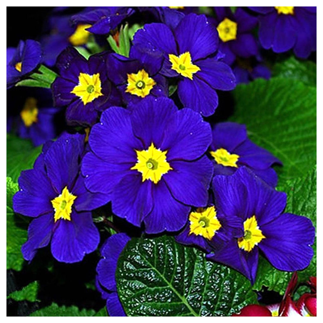 Heirloom Non-GMO Primula Acaulis Flower Seeds for Garden Planting – Early Spring Colorful Blooms | Neera Seeds product photo [neera-v4-4353c3d0b5da1f402378]