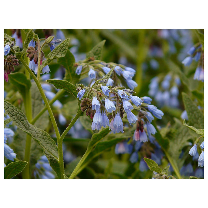 Heirloom Non-GMO Comfrey Flower Seeds – Medicinal Perennial Herb, High Germination Organic Garden Seeds | Neera Seeds product photo [neera-v4-435bc871dd47a6df49f9]