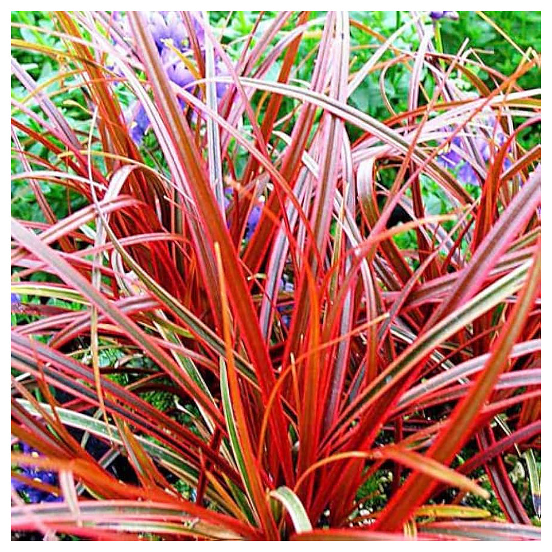 Feuertanz Grass Uncinia Rubra Ornamental Grass Flower Seeds Home Garden Planting, Lush Organic | Neera Seeds product photo [neera-v4-4361c2599c40992bfb86]