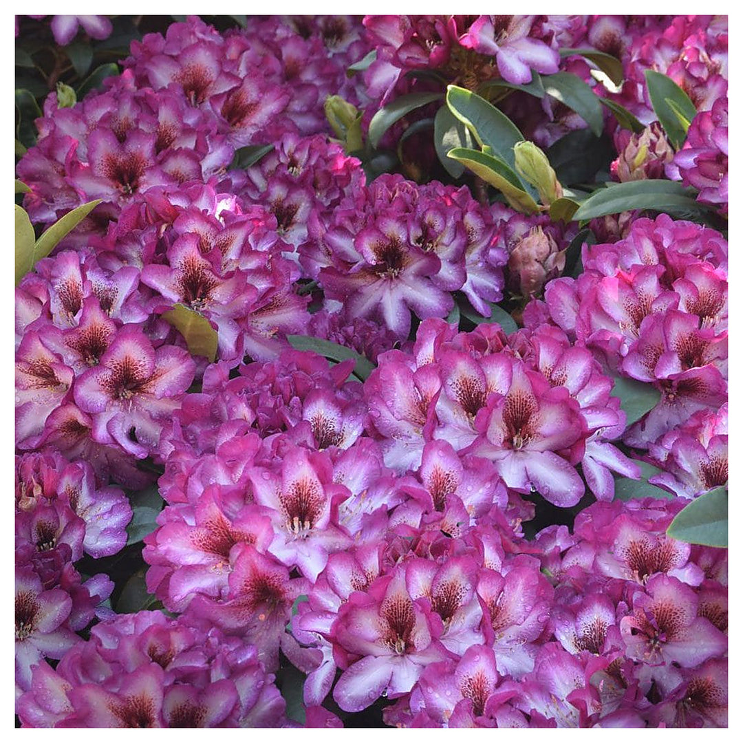 Pink Rhododendron Hans Flower Seeds for Planting - Heirloom Non-GMO High Germination Organic Garden Seeds | Neera Seeds product photo [neera-v4-436262e4680377fb8bc7]