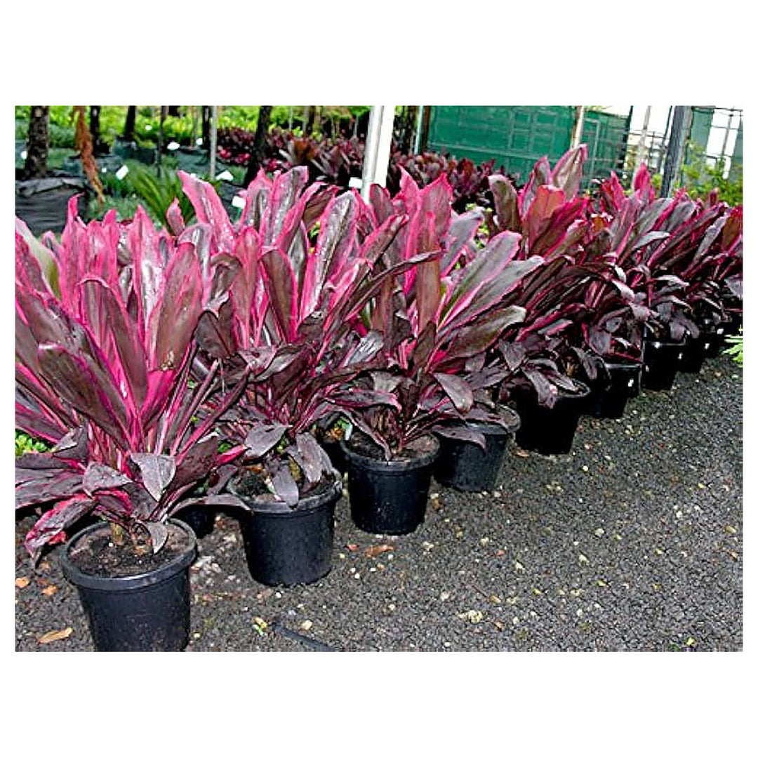 Heirloom Red Cordyline Rubra Plant Seeds, Non-GMO Tropical Foliage Seeds for Garden Planting | Neera Seeds product photo [neera-v4-436d0bf8b1e0baf4790a]