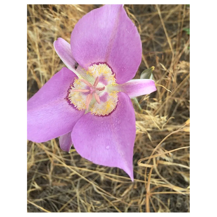 Heirloom Non-GMO Calochortus macrocarpus Flower Seeds – Sagebrush Mariposa Lily Seeds for Native Wildflower Gardens | Neera Seeds product photo [neera-v4-4378c33bb6e04cd40f3e]