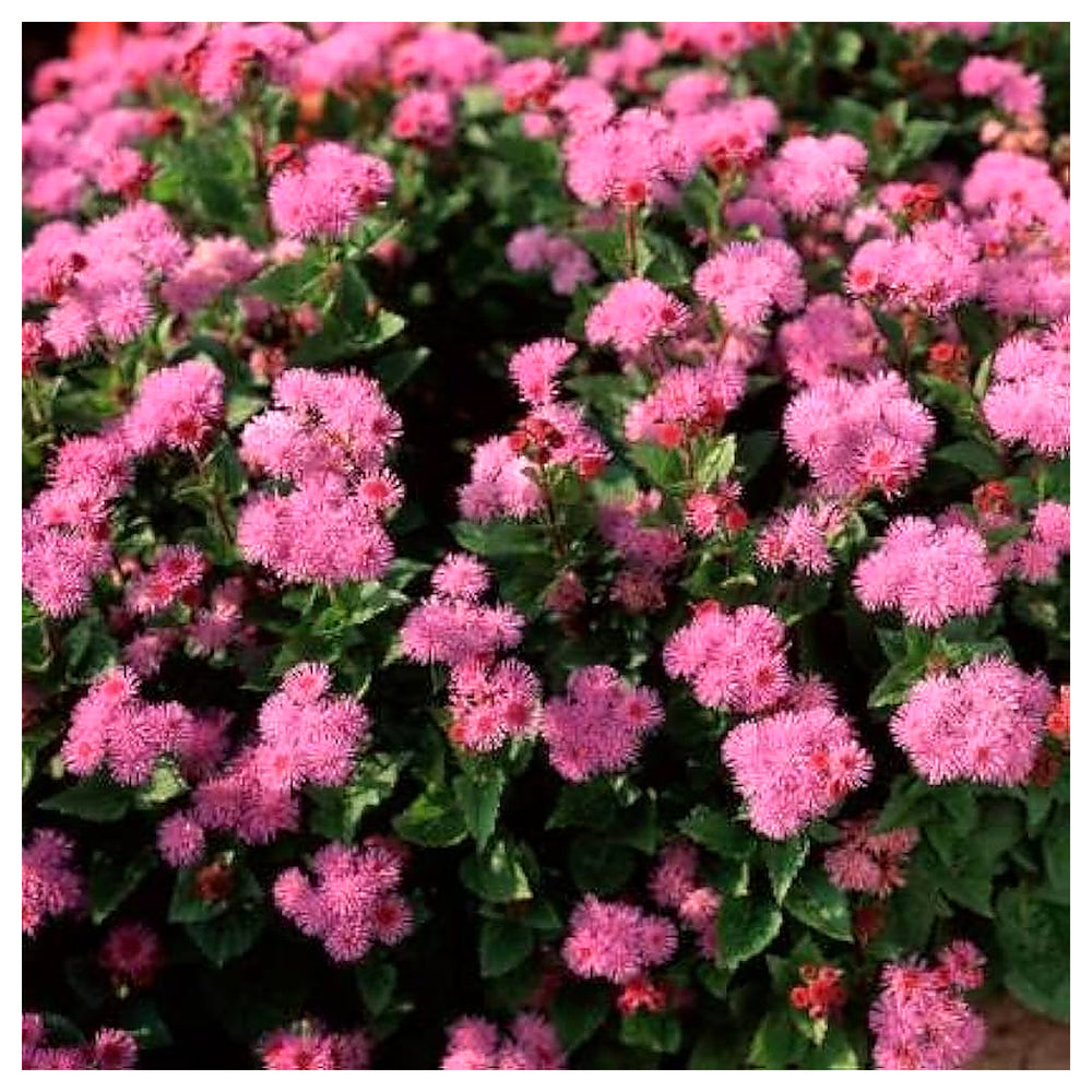 Ageratum Ball Pink Flower Seeds for Planting – Heirloom, Non-GMO, High Germination Organic Garden Seeds | Neera Seeds product photo [neera-v4-4383d3ce3a0751930ae7]