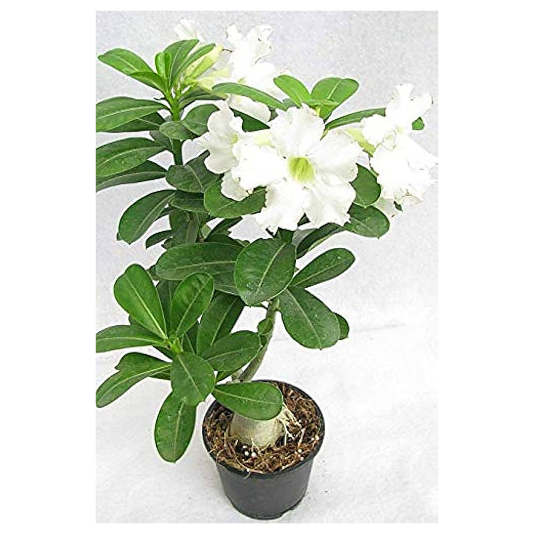 White Desert Rose Adenium Obesum King Parfum Planting Home Garden Flower Bed Flower Seeds | Neera Seeds product photo [neera-v4-43861c95b2beca3c4fac]