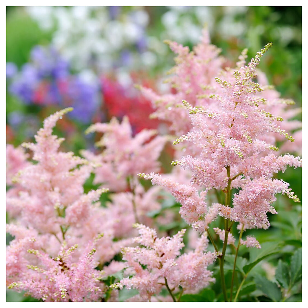 Baby Pink Astilbe Flower Seeds for Planting – Heirloom, Non-GMO, High Germination Beautiful Garden Blooms | Neera Seeds product photo [neera-v4-43bb2ae5077f0c2934e7]
