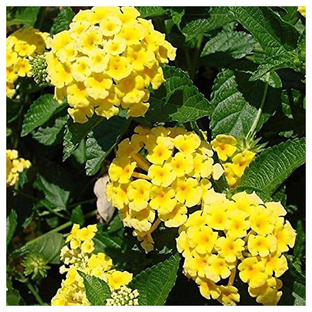 Light Yellow Lantana Flower Seeds – Heirloom Non-GMO Seeds for Planting | Neera Seeds product photo [neera-v4-43d1422808153228d280]