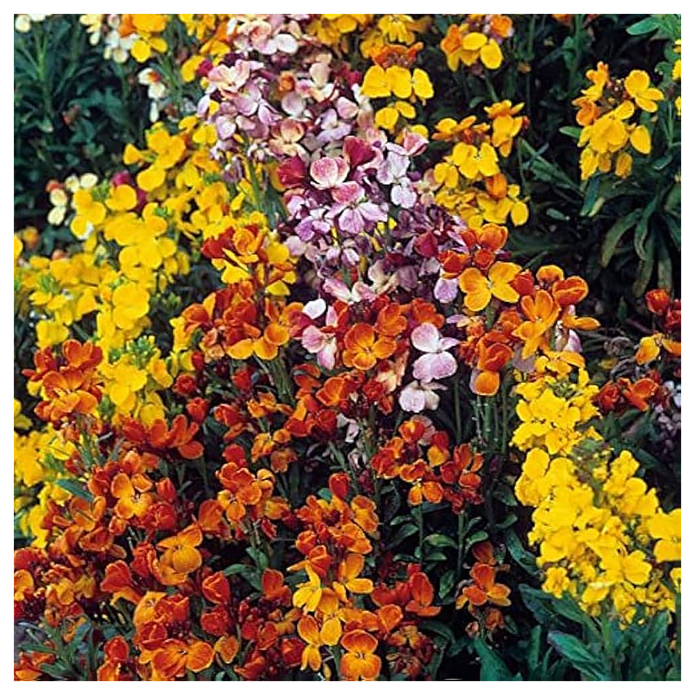 Wallflower Sunset Flower Seeds for Planting – Heirloom & Non-GMO Fragrant Blooms for Borders, Pollinator Gardens &  | Neera Seeds product photo [neera-v4-43dda6531878b93aa7e2]