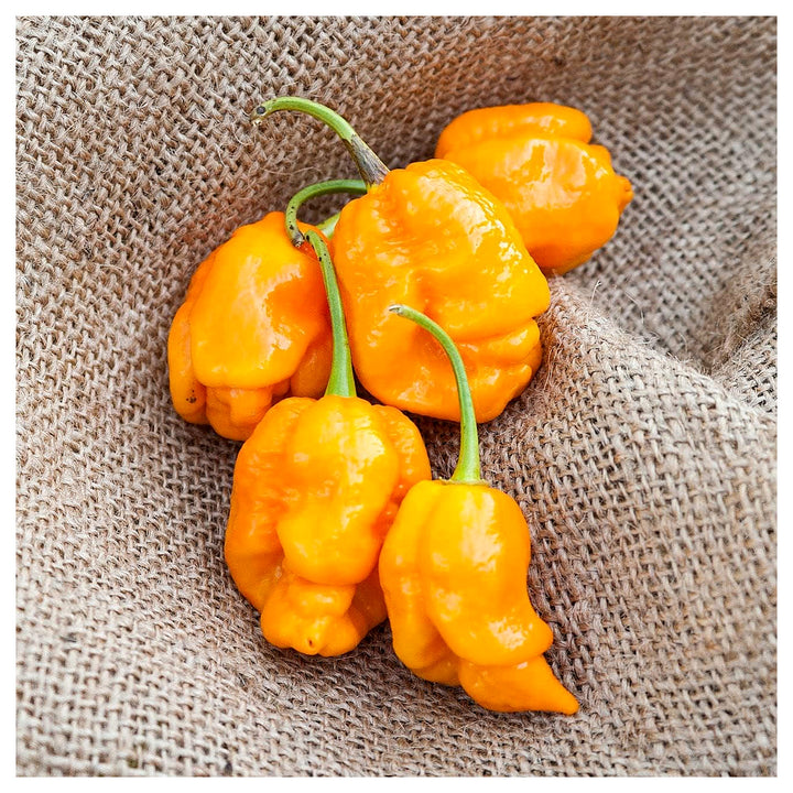 Trinidad Pepper Vegetable Seeds for Planting – Heirloom, Non-GMO, High Germination, Organic Garden Seeds | Neera Seeds product photo [neera-v4-43f8c4ea7ee38b880b46]