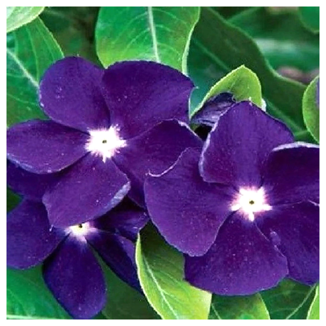 Purple Periwinkle Flower Seeds – Heirloom Non-GMO Vinca Blooms for Low-Maintenance Garden Beds | Neera Seeds product photo [neera-v4-440c9187f44542887613]