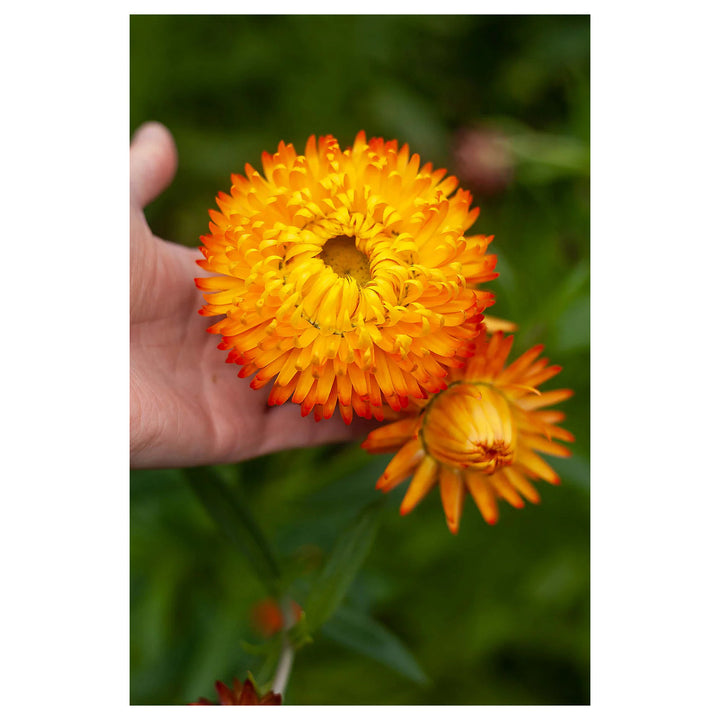 Heirloom Non-GMO Yellow Orange Straw Flower Seeds for Planting – Dried Blooms for Vibrant Garden Décor | Neera Seeds product photo [neera-v4-441909e252bde91b8b72]