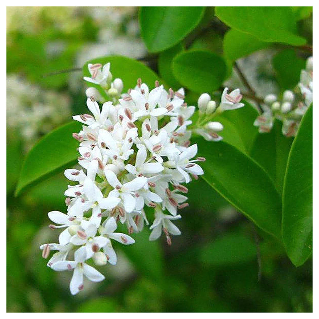 White Ligustrum Flower Seeds for Planting - NON GMO Seeds | Neera Seeds product photo [neera-v4-441a5f365f91f7ada7de]