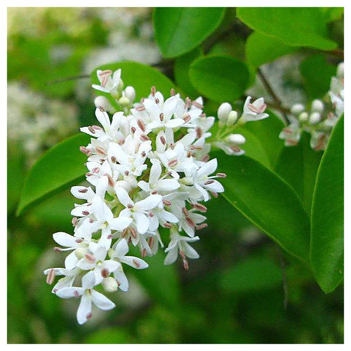 White Ligustrum Flower Seeds for Planting - NON GMO Seeds | Neera Seeds product photo [neera-v4-441a5f365f91f7ada7de]