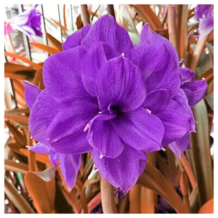 Purple Amaryllis Flower Seeds for Planting – Heirloom, Non-GMO, High Germination Bulbous Garden Seeds | Neera Seeds product photo [neera-v4-442038e32fd1277d8d6f]